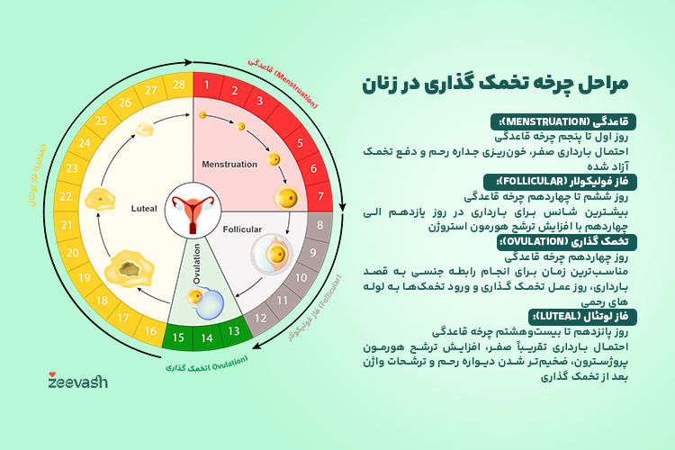 مراحل تخمک گذاری